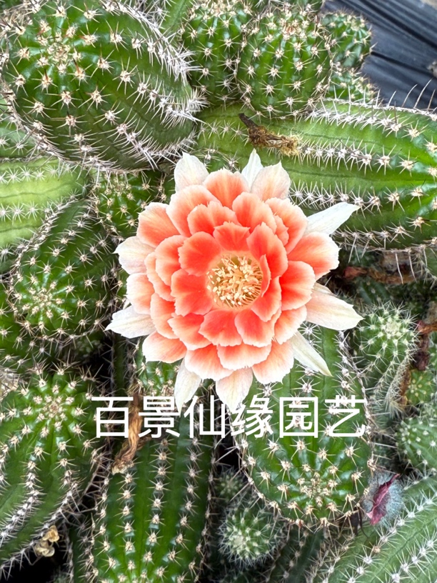 新花色矮胖白檀t626复色仙人球