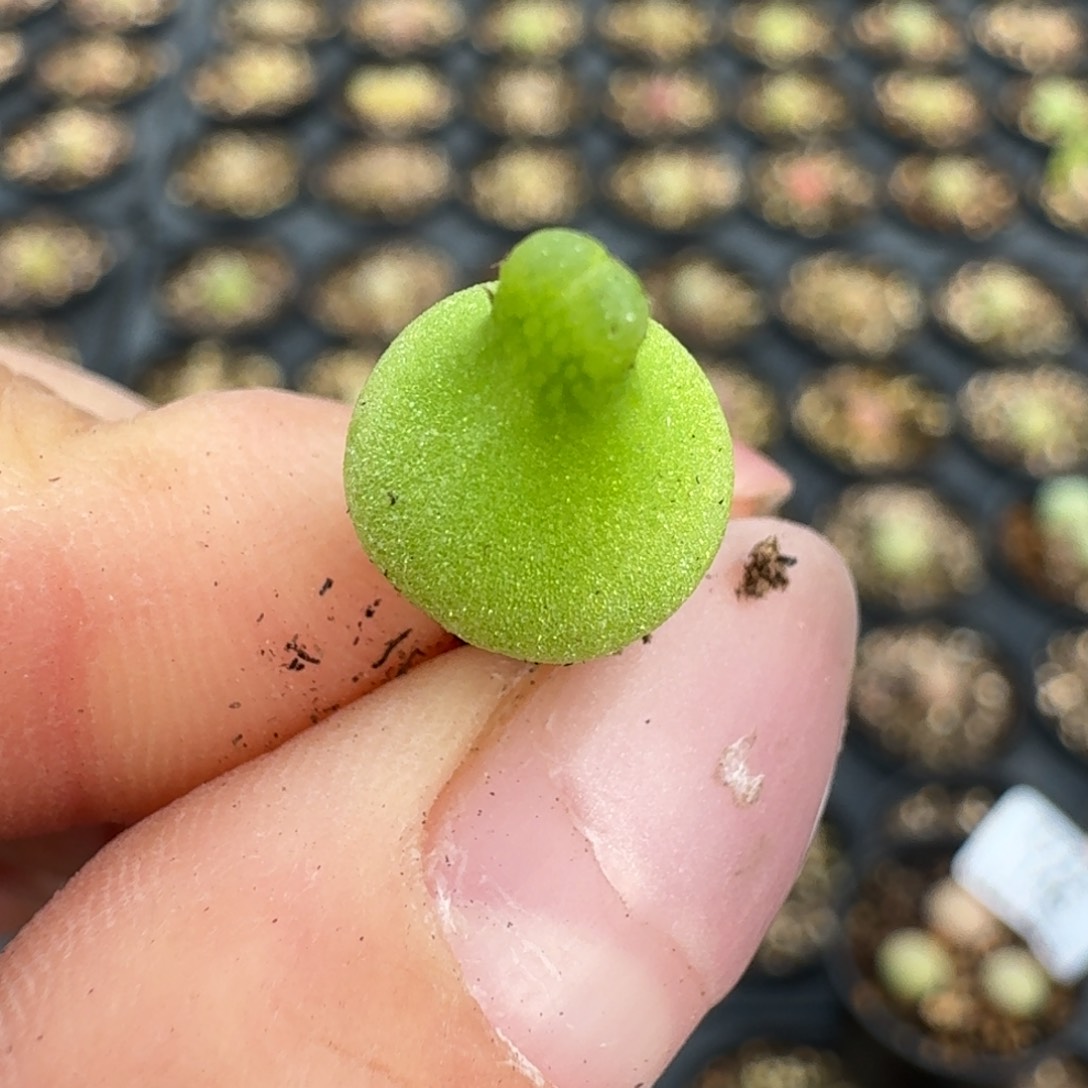 147小葫芦新头尺寸0.9。 000