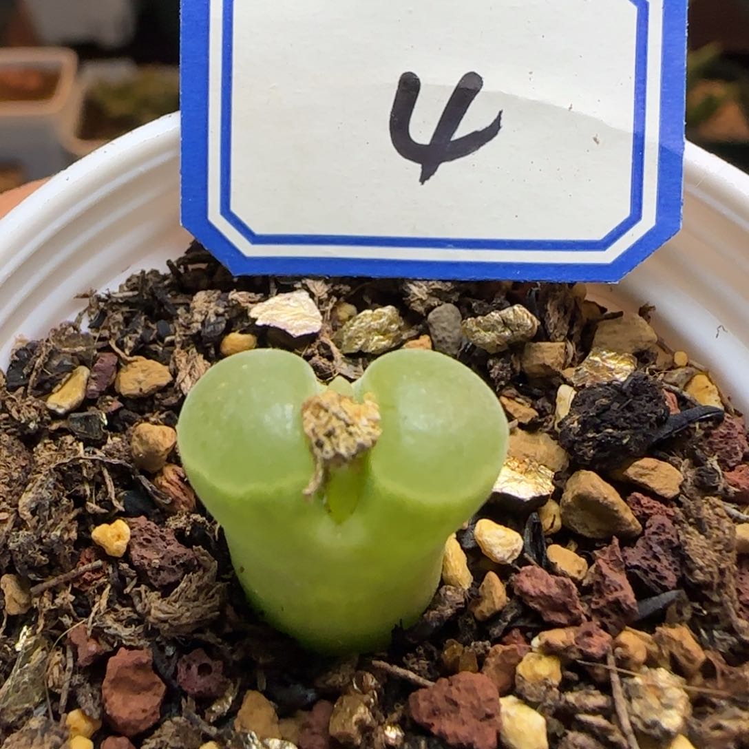 极窗400带盆土发货。      