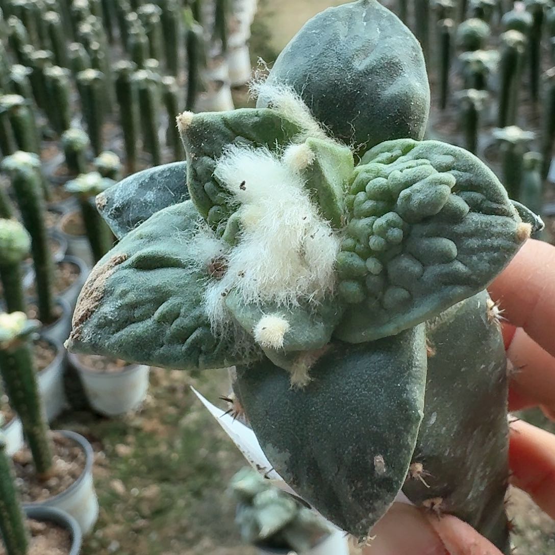 【闪购商品】无花朵栗源怒涛108