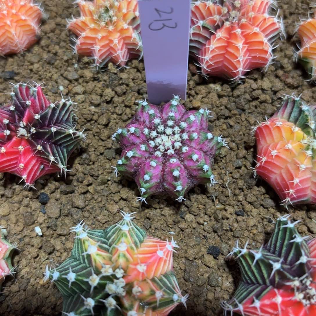 泰国米哈213-0126 