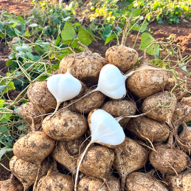 【顺丰包邮】贵州地萝卜凉薯国苕国储地瓜清甜可口汁多水足3斤起
