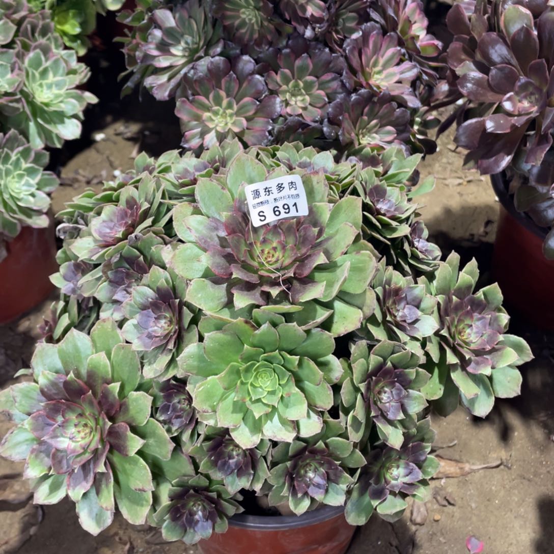 691红丝多肉法师断枝不包