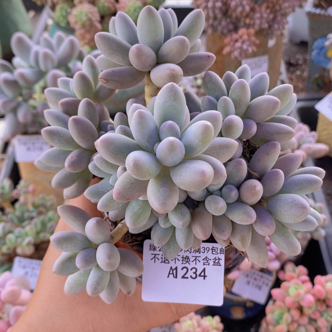 汤圆13cm234多肉植物