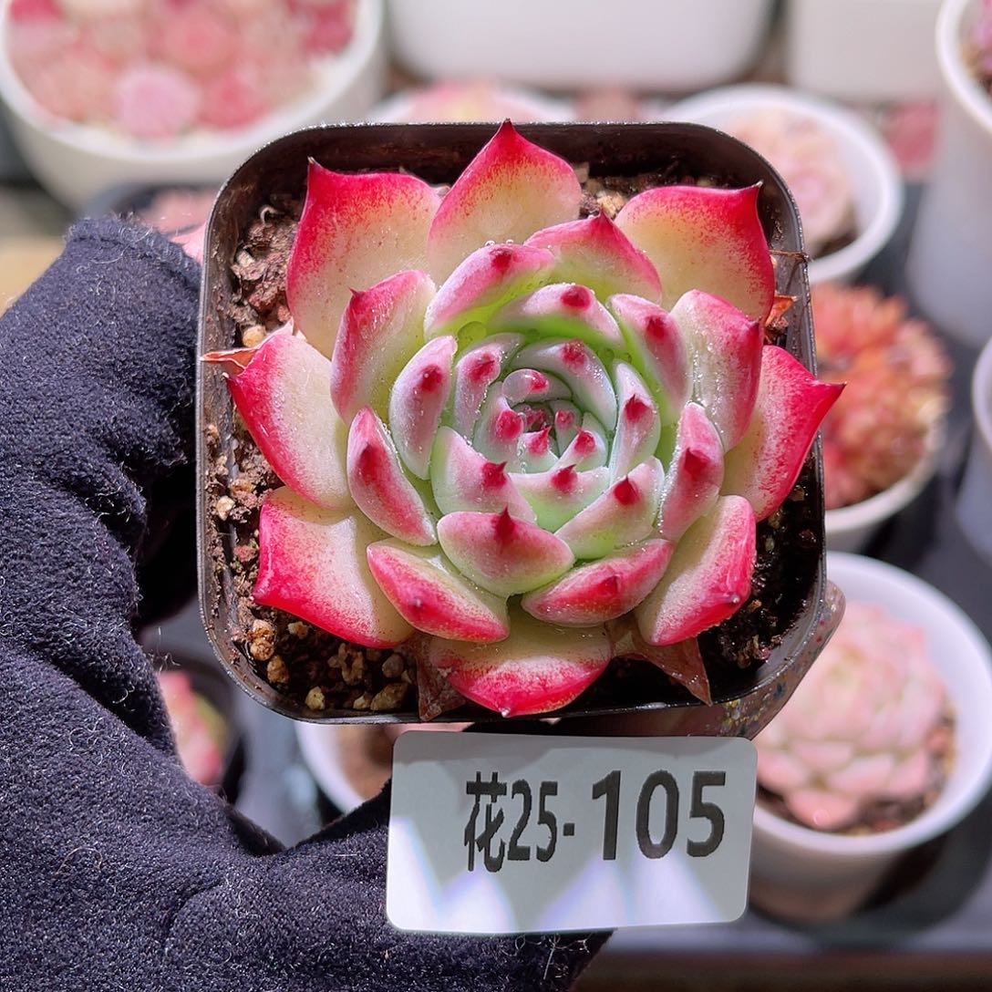 花利美25-105吉娃娃