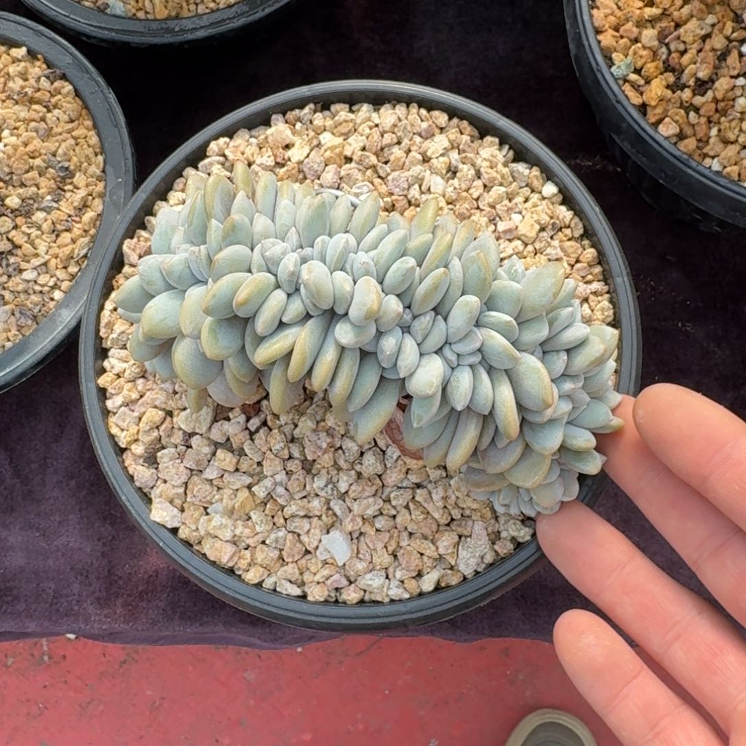 13厘米的尺寸一物一拍的