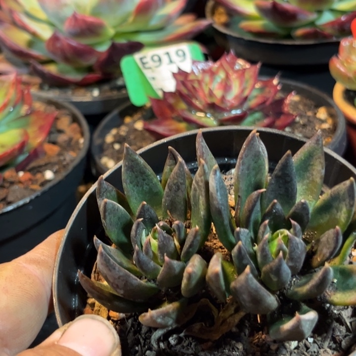 黑骑士惊鸿一物一拍包装收缩花旱