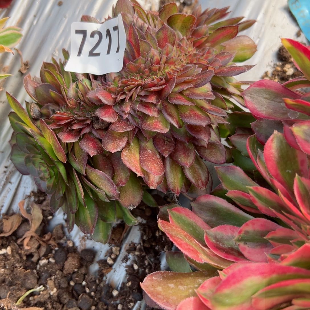 我7217 号多肉法师新年特价