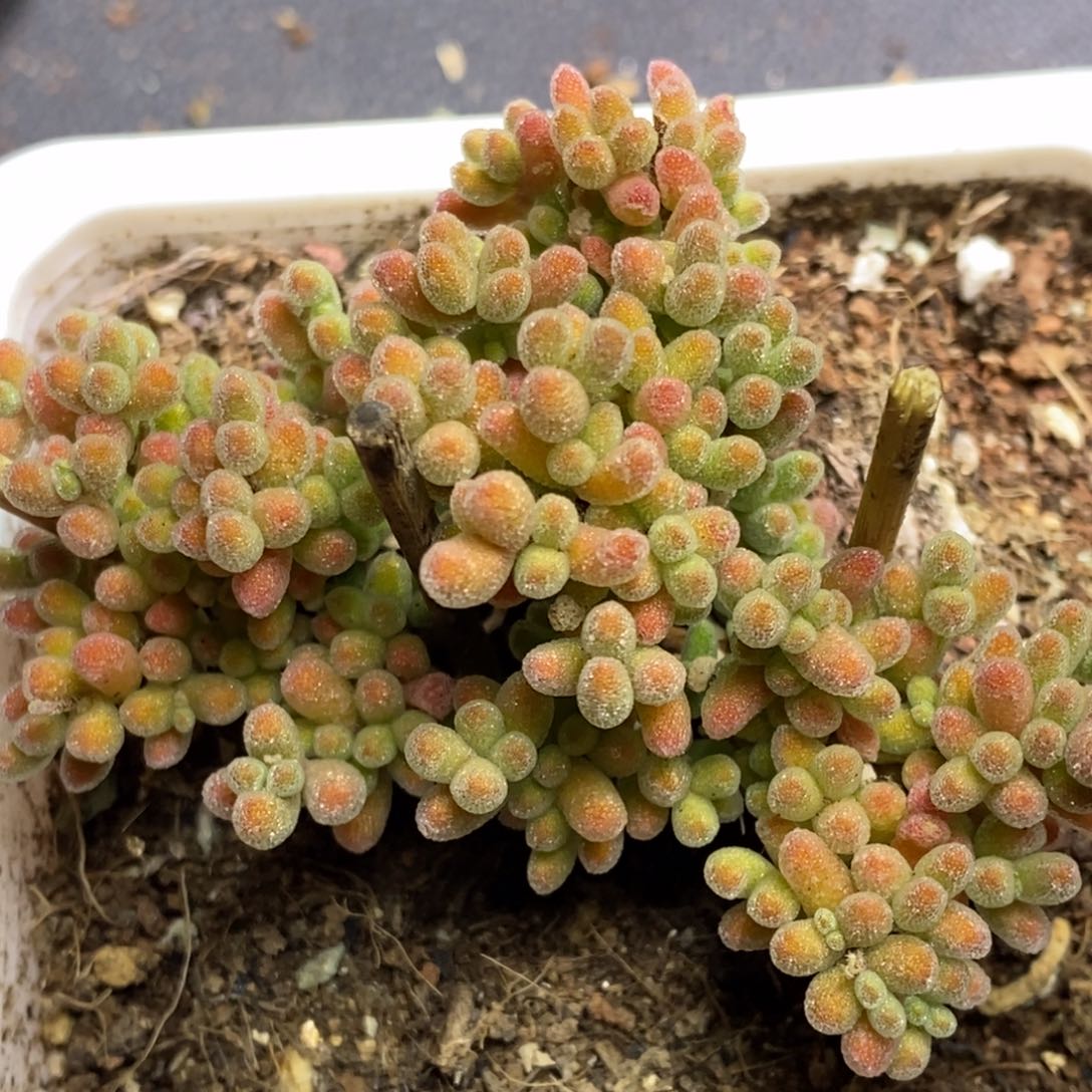 冰晶杂枝干番杏D116