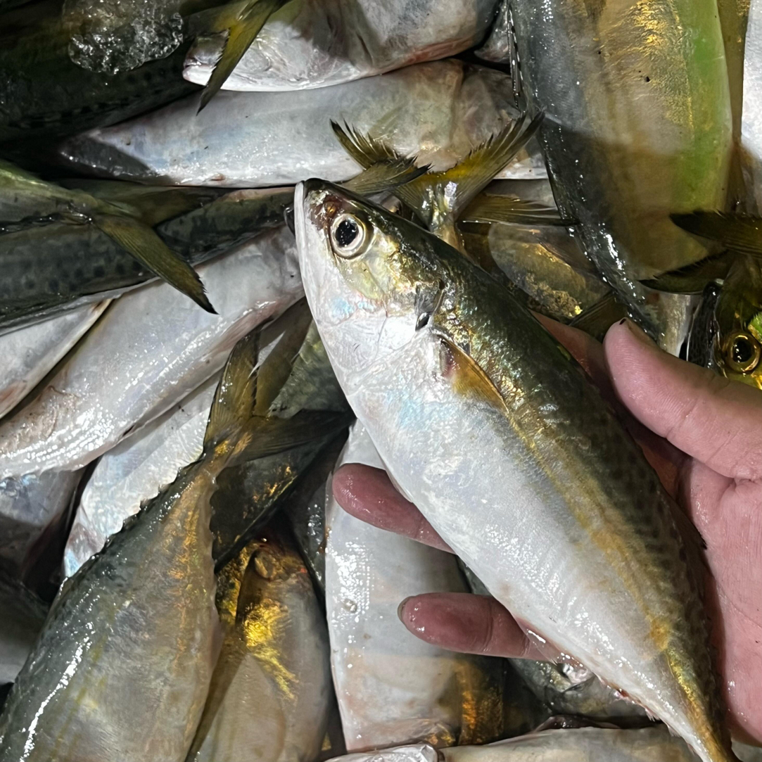 广东省汕尾市本港新鲜白面鱼（青花池），冷链特快