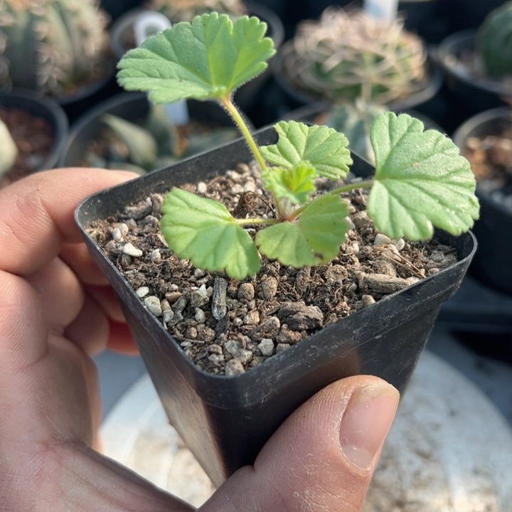 完全开放冰淇淋带盆发货