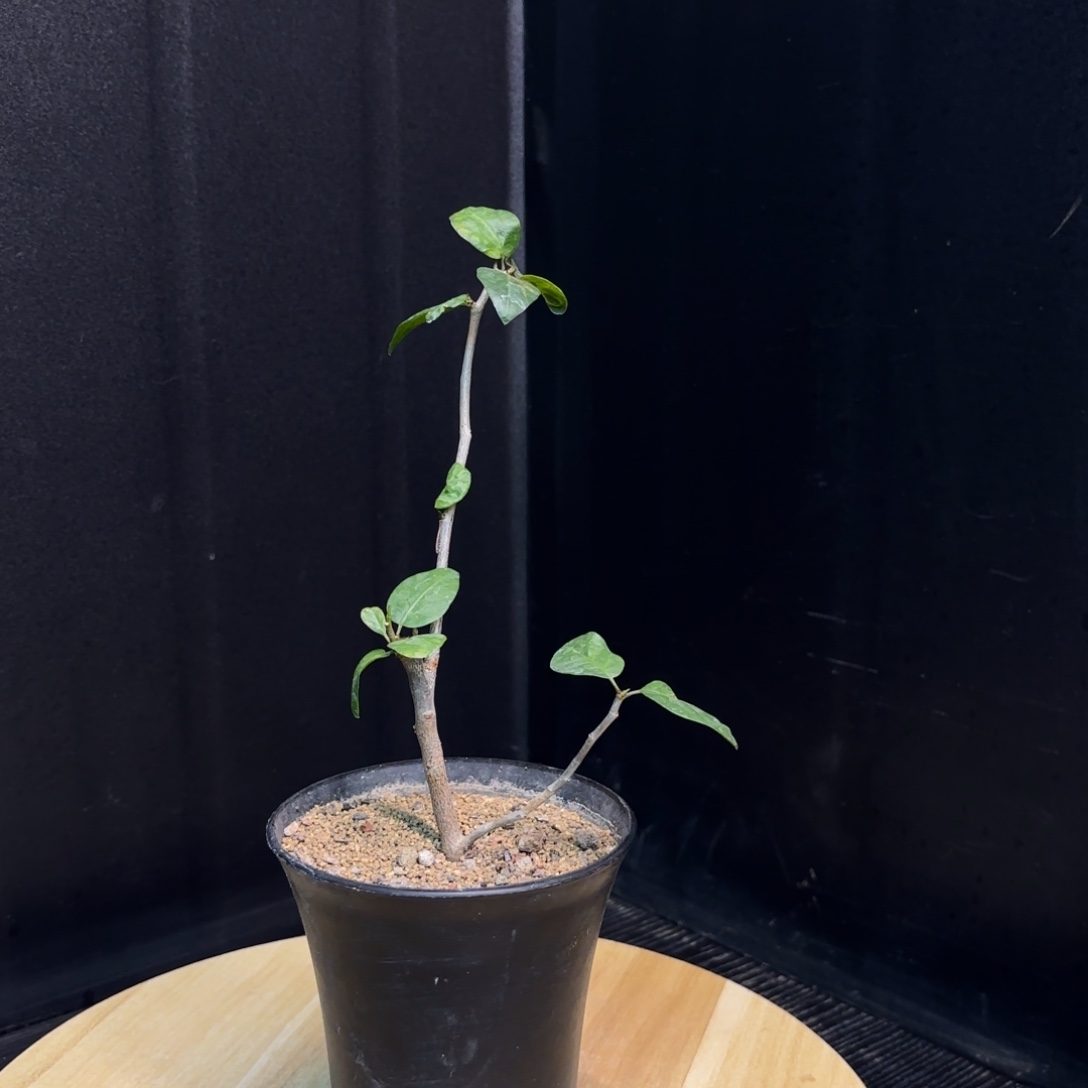 舍特利裂榄扦插带盆土