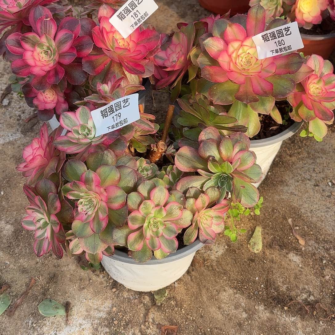 任***乾倾城砍头群多肉植物179-80-81