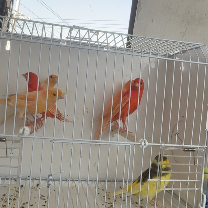 朱***文鸟花小格公一只下午发