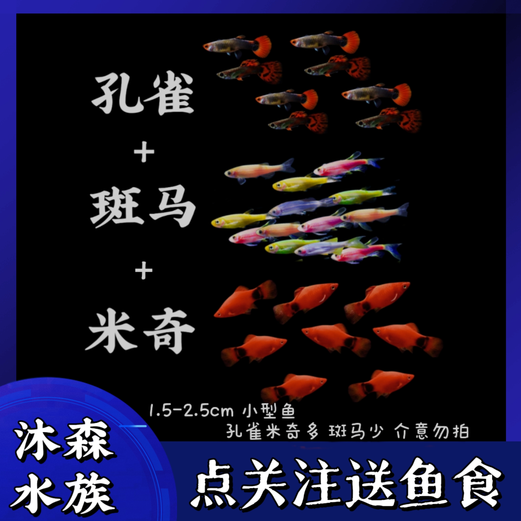 米奇鱼+斑马+孔雀组合小型热带观赏鱼好养耐活适合新手