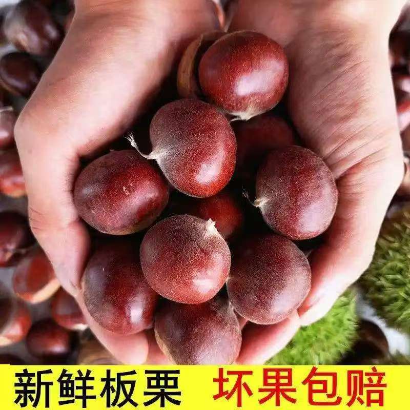 【买三斤送两斤】现摘现发新鲜板栗香糯可口送栗爪