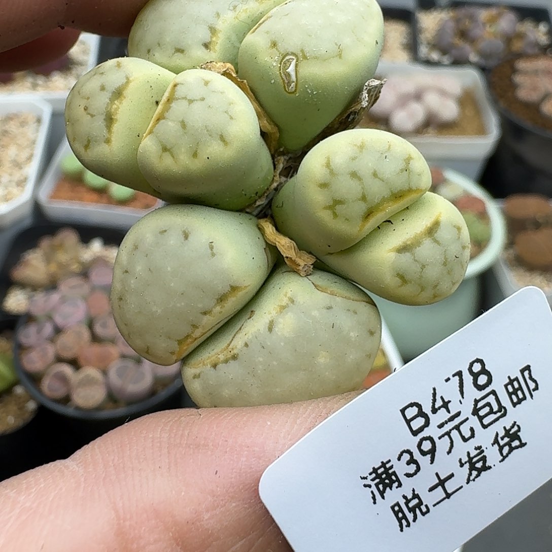 478哈哈哈哈哈哈哈哈