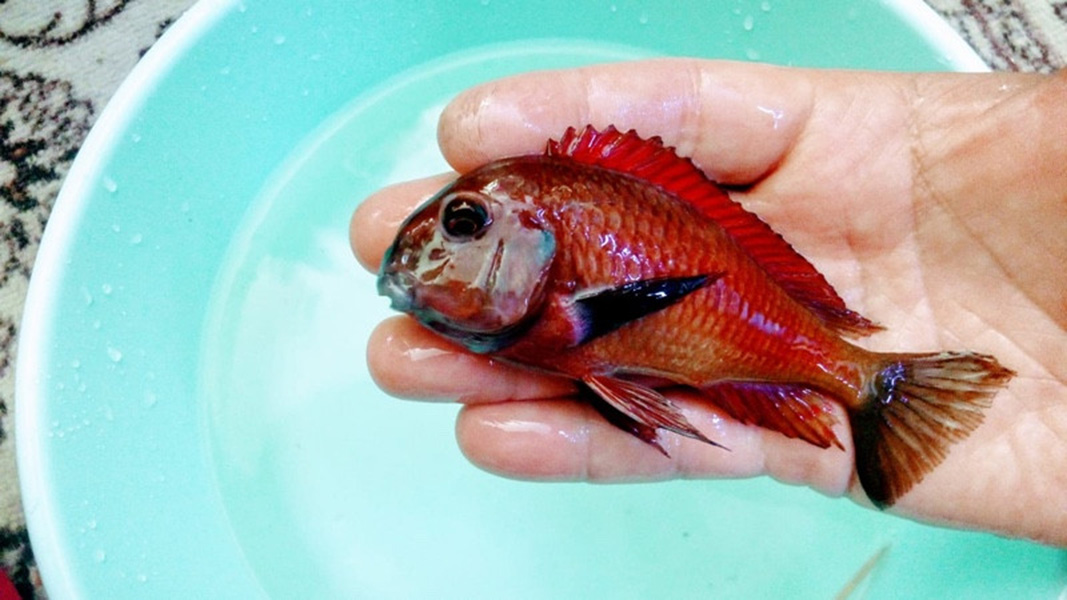 卡林迪红蝴蝶野生F1坦湖蝴蝶