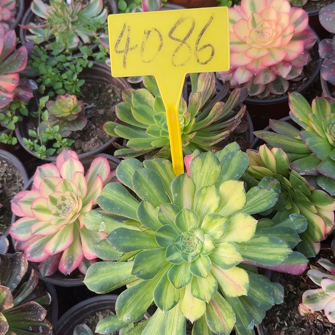 4086---多头多肉植物知否。知否