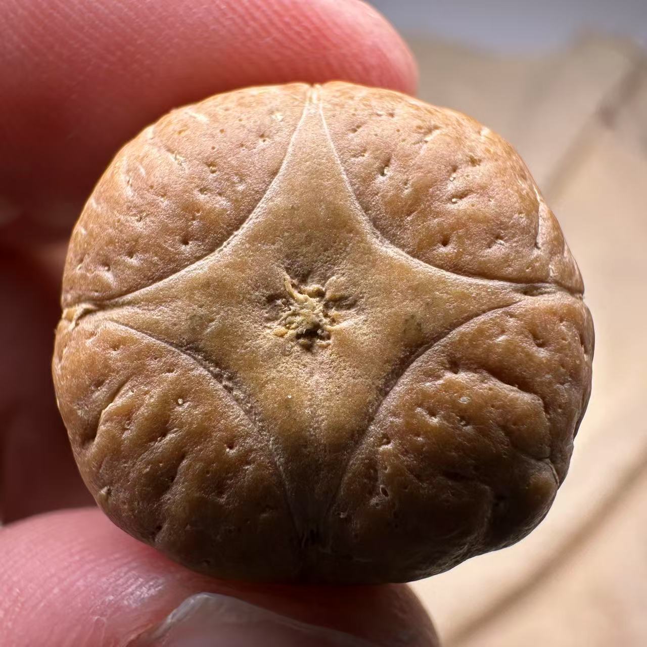尼泊尔麒麟眼菩提，尺寸23，sss系列，货号S25