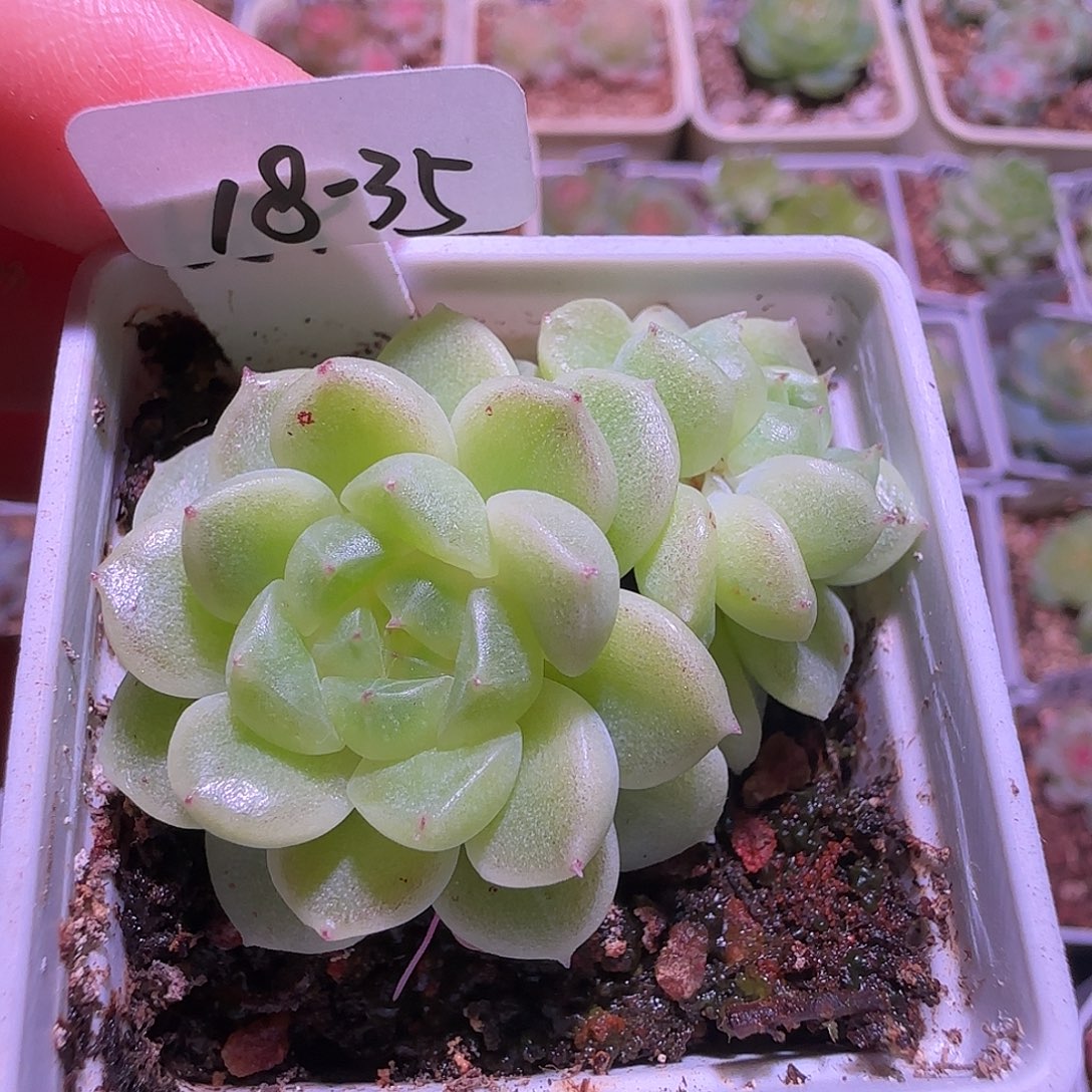 18-35福利684双头