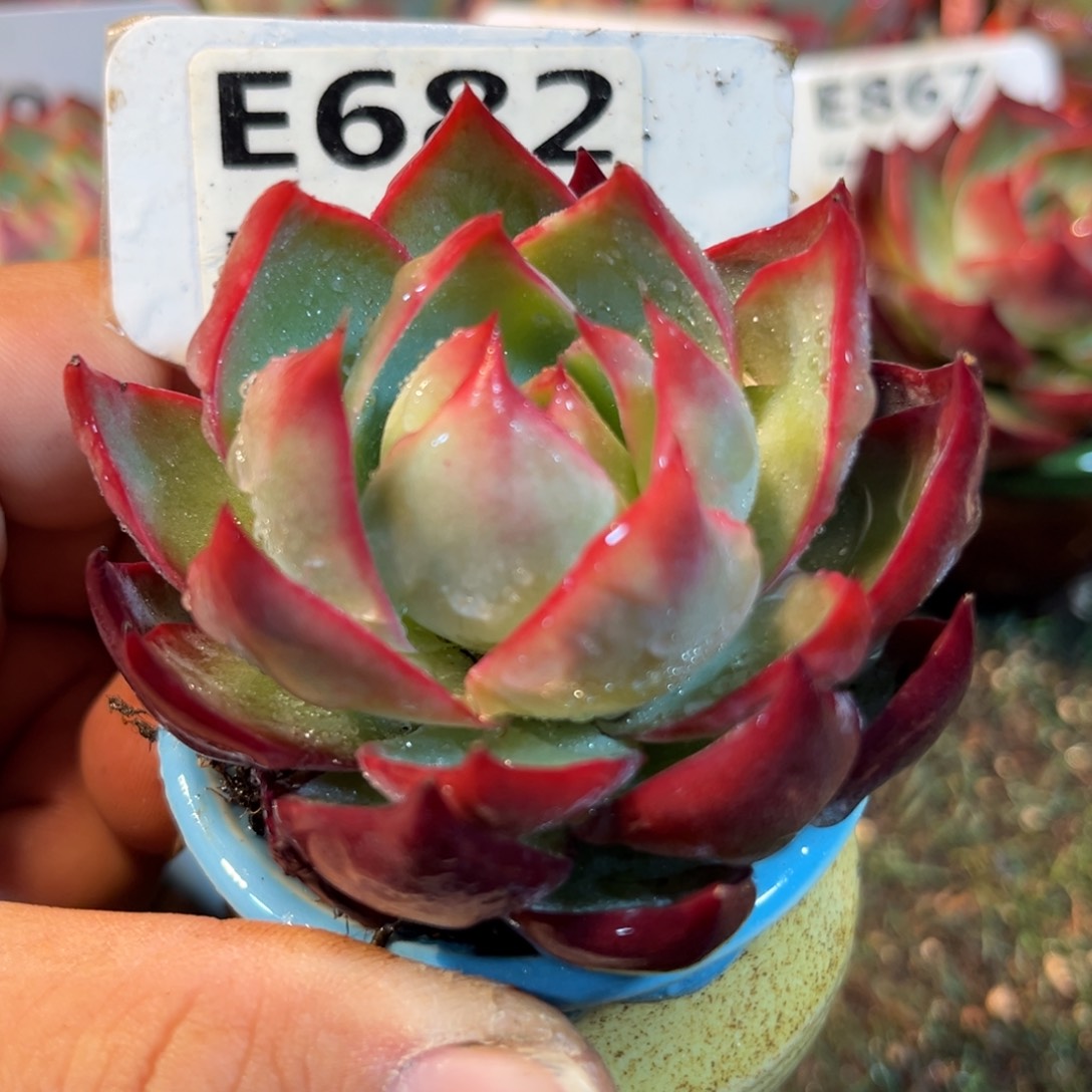 惊鸿一瞥682号多肉