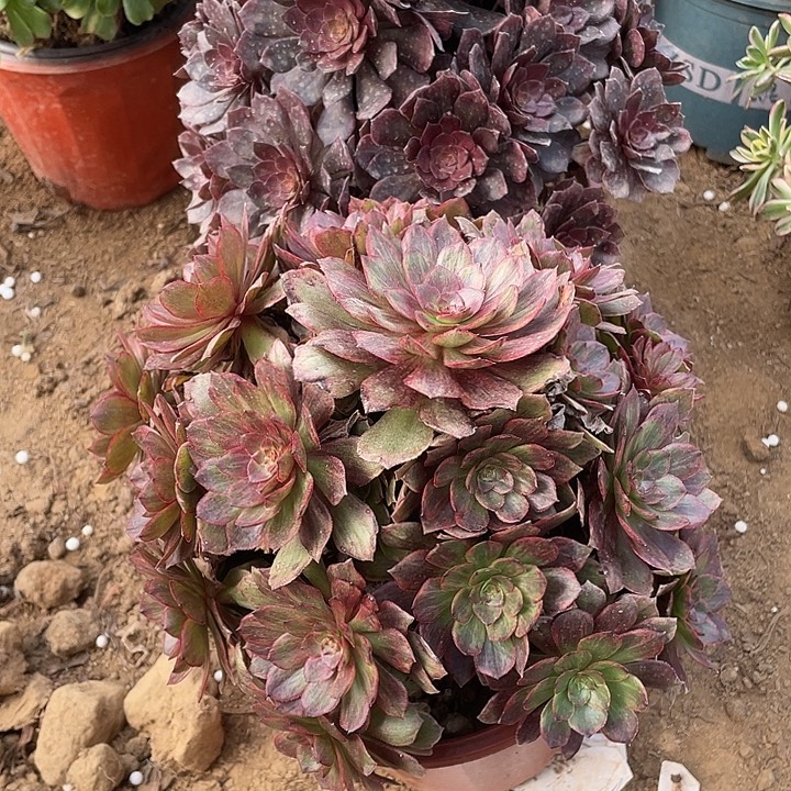 陈***住无花朵337组合2棵多肉植物