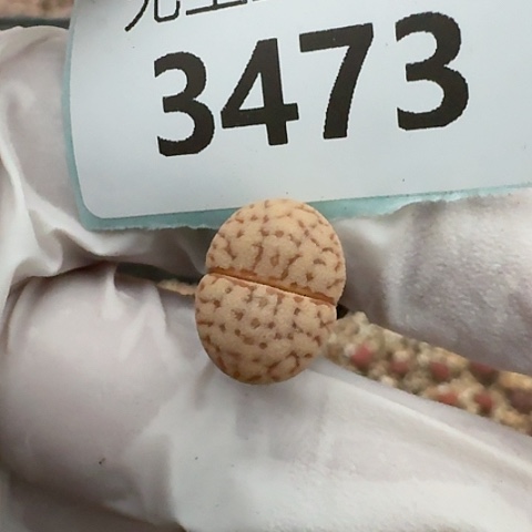 就****儿3473，猪皮脱土发货