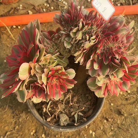 半***月多肉植物女巫缀化239