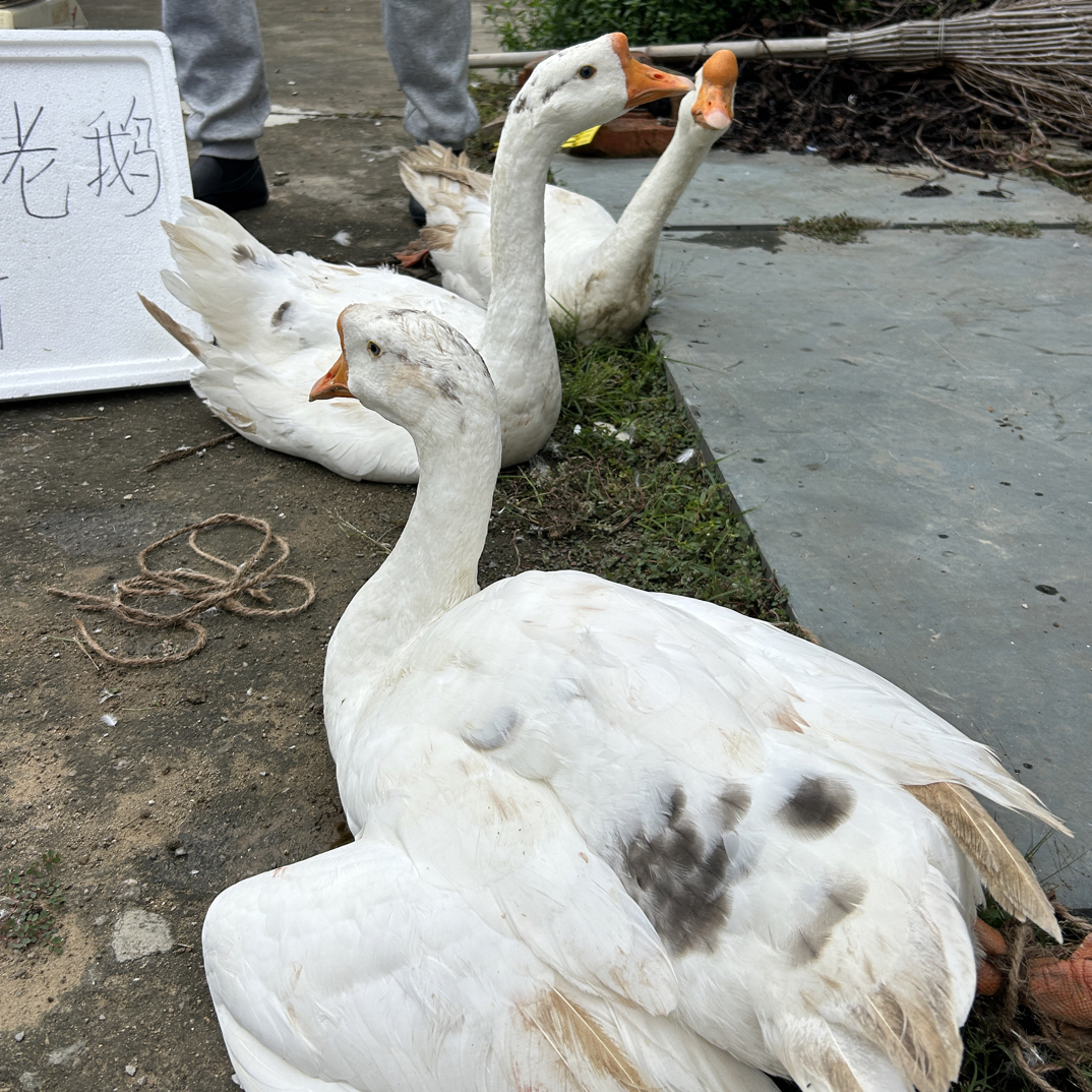 苏北农家散养大笨鹅