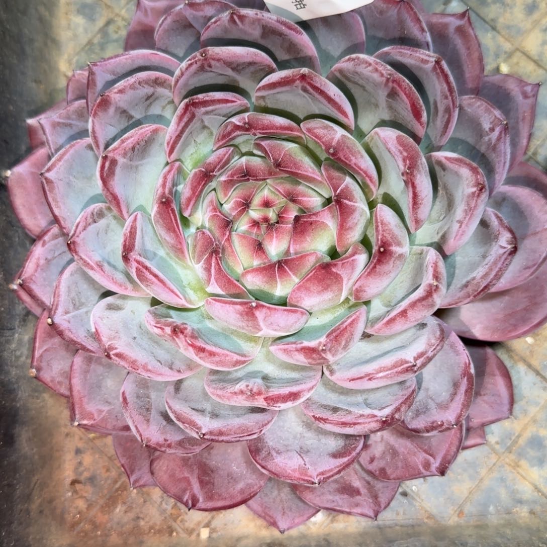 ****蝶C815母本红鸾     