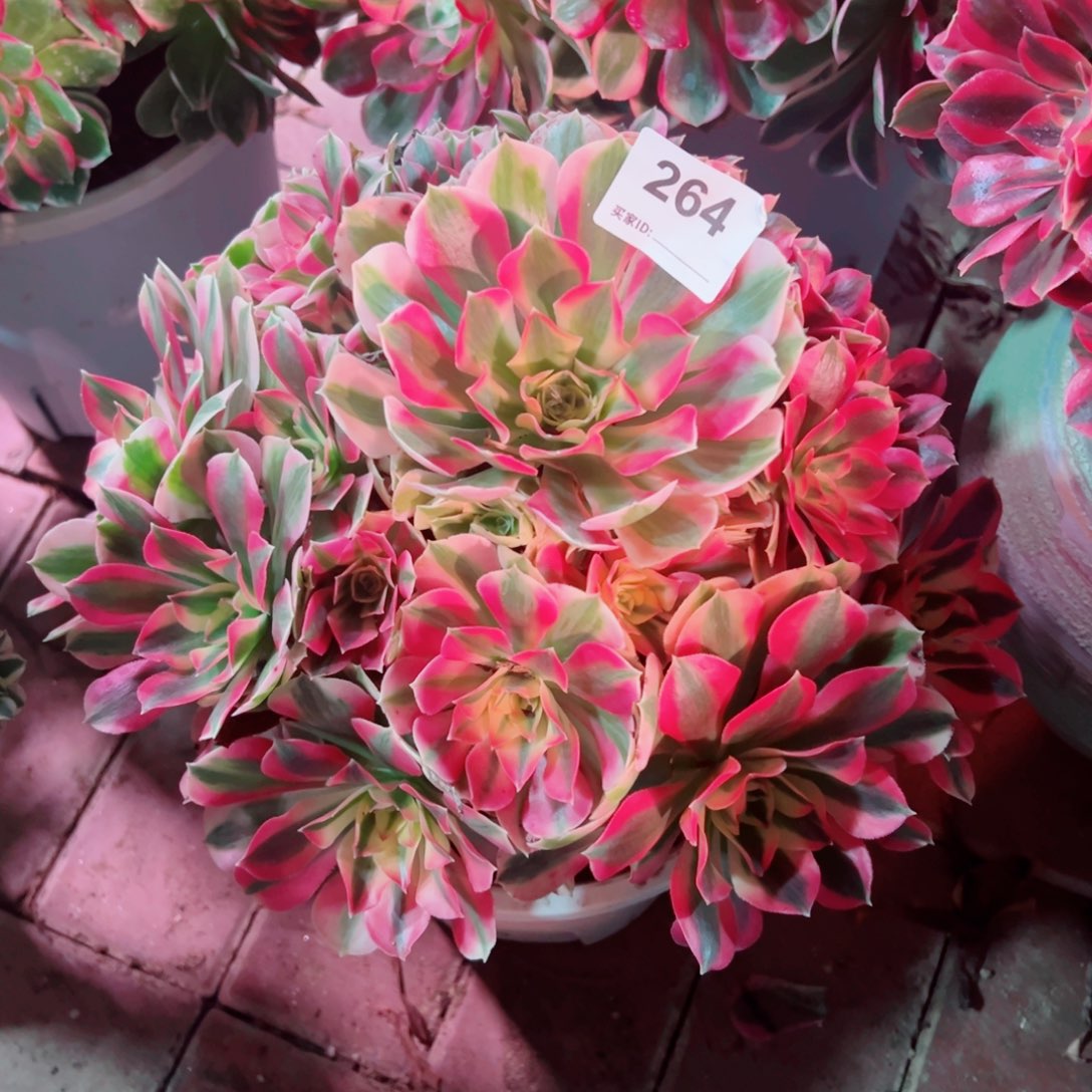 264粉女巫法师多肉植物