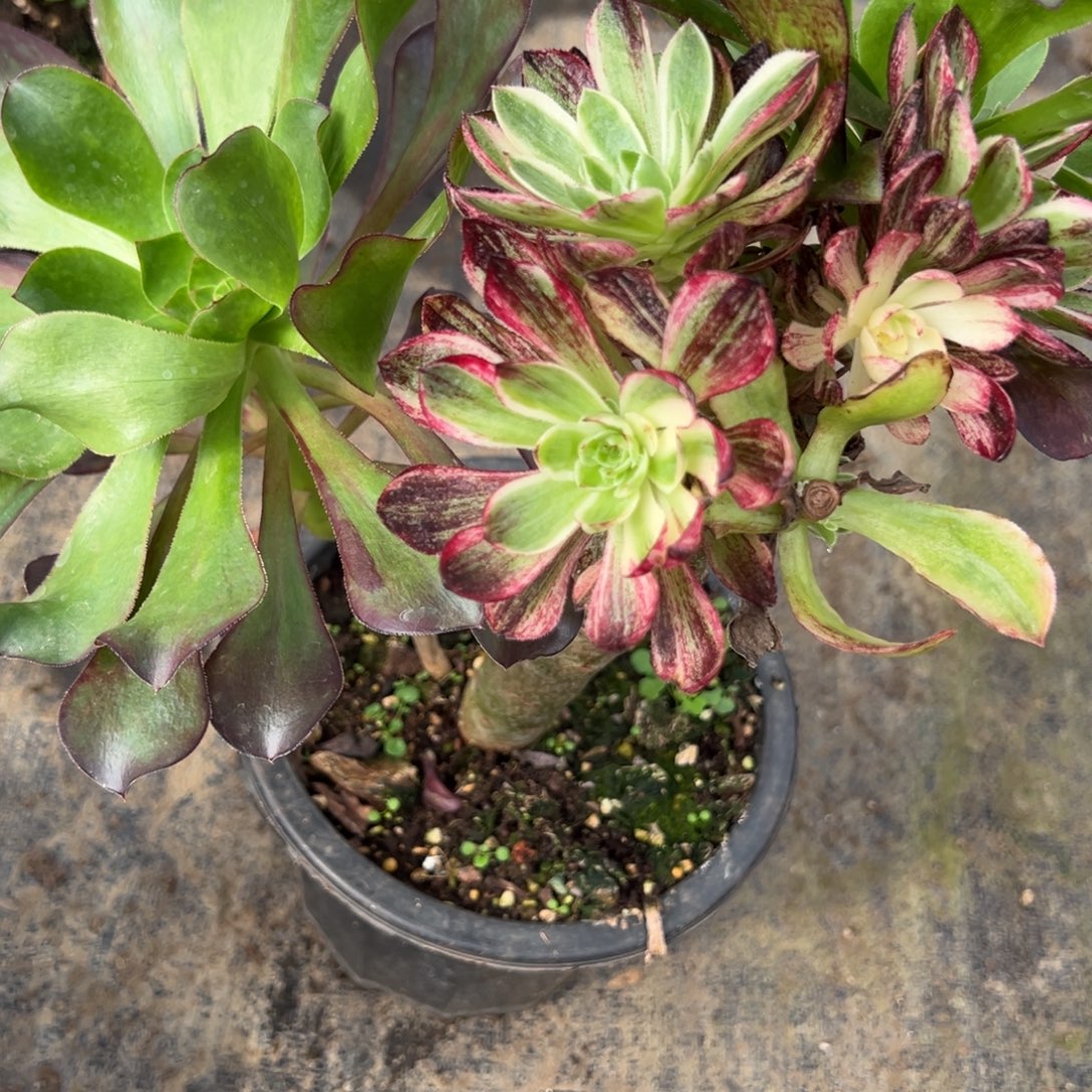 115伯爵嫁接多肉椅子