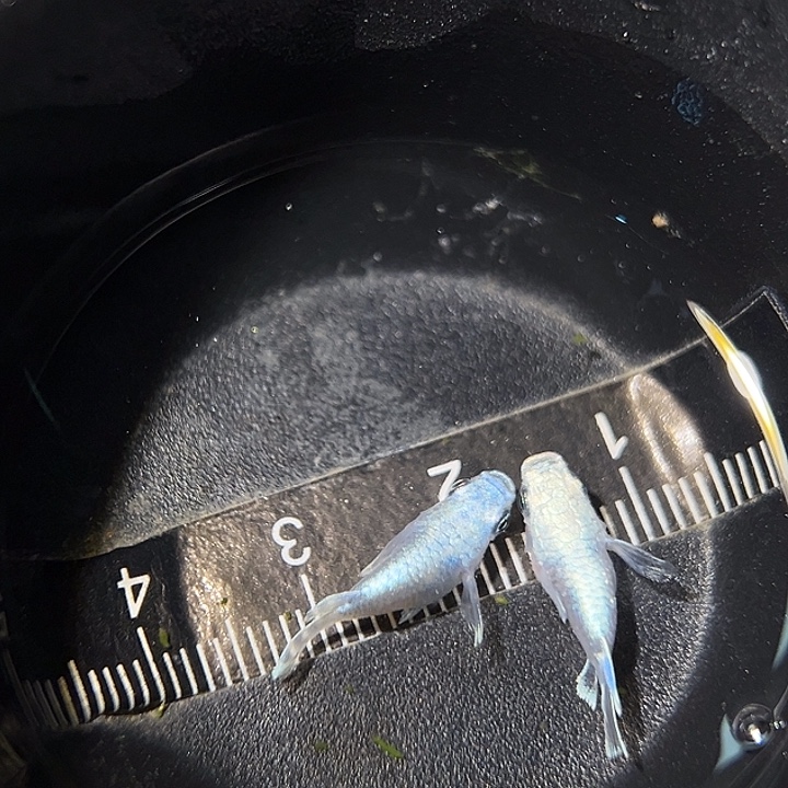 海水鱼天使球两个12