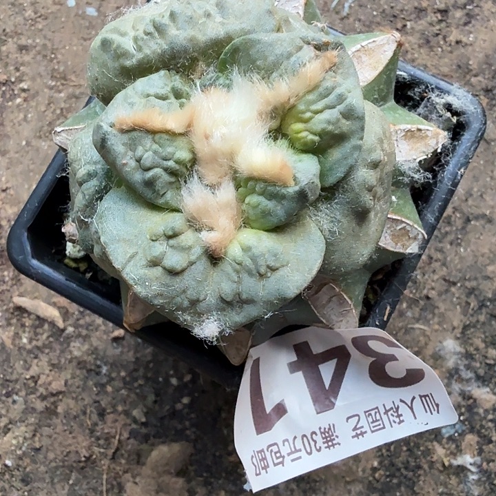 无花朵341连山体牛舌东三