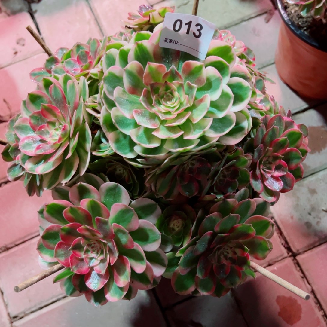 13荔枝法师多肉植物