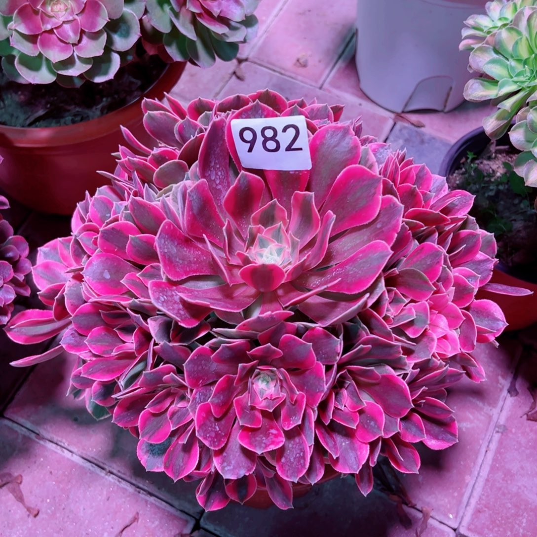 982红粉佳人法师多肉植物