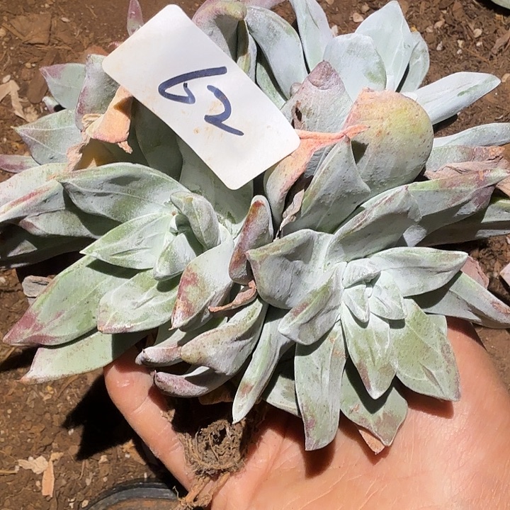 3代杂交仙女杯多肉福利