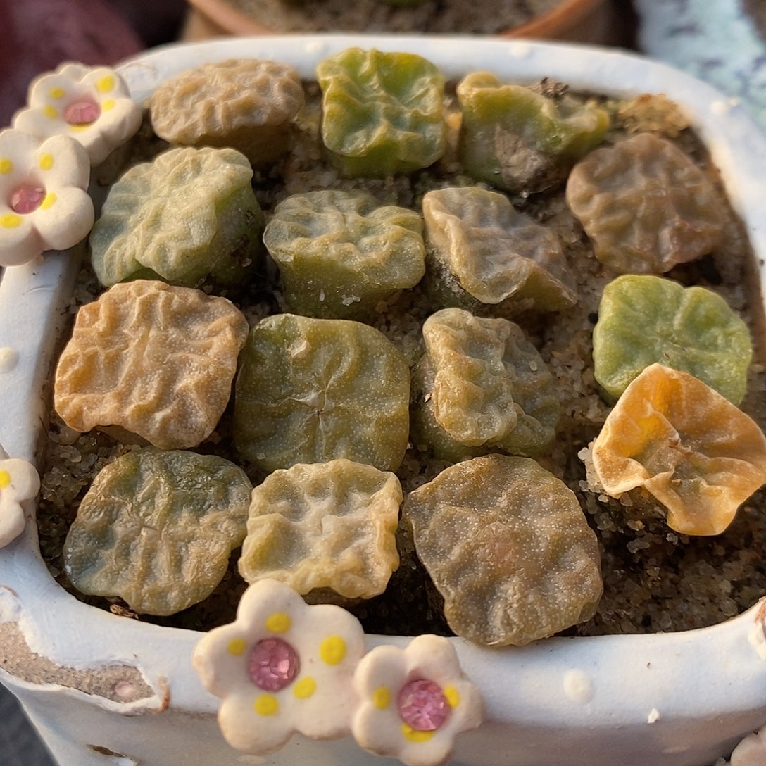 大方烧1颗。             