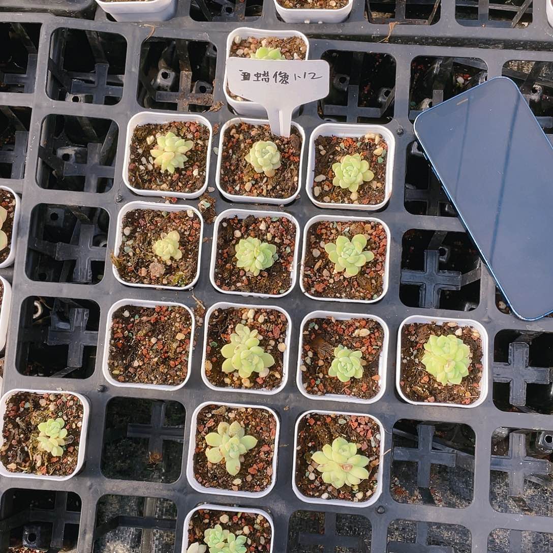 小蜡像盆一个满25包邮