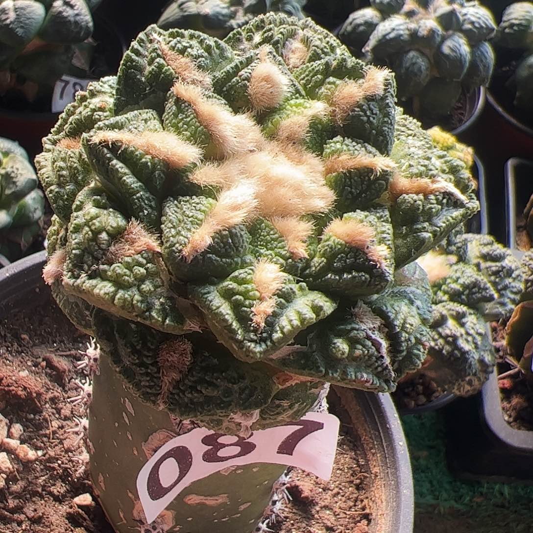 无花朵隔尤志贺龟甲牡丹087