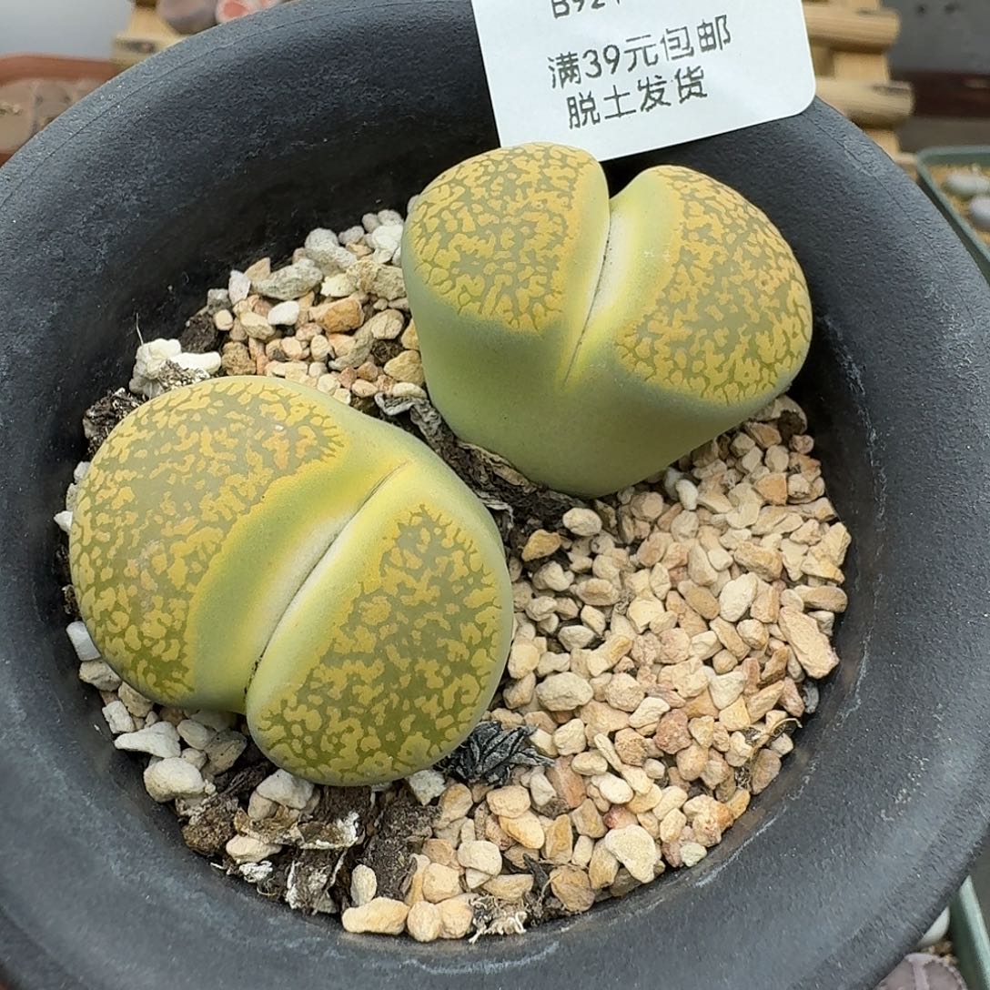 921单头3.8厘米哈哈哈哈