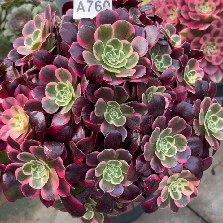 760金丝雀32厘米左右