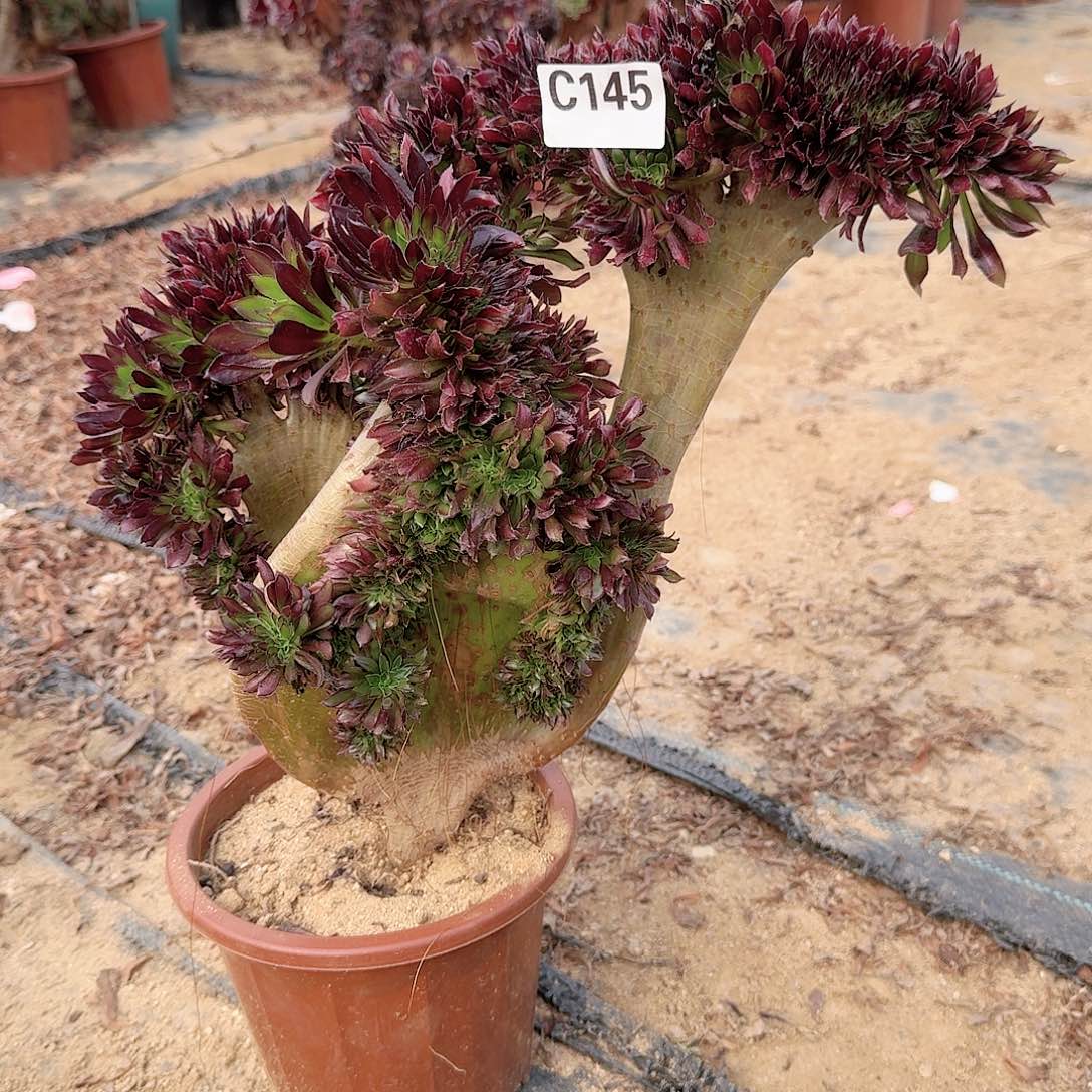 145黑法师一颗呀呀