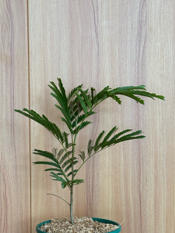 【一物一拍 大苗专拍】基地直发 密叶猴耳环耐阴好养四季常青