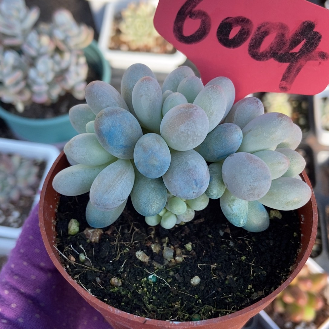 6004奶酪多肉植物多肉