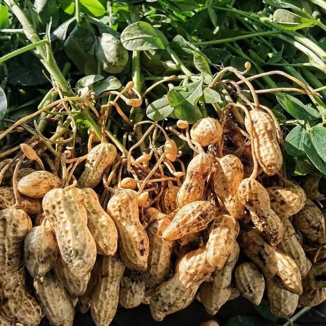 新鲜现摘现发富硒水果花生带壳红皮无渣甜