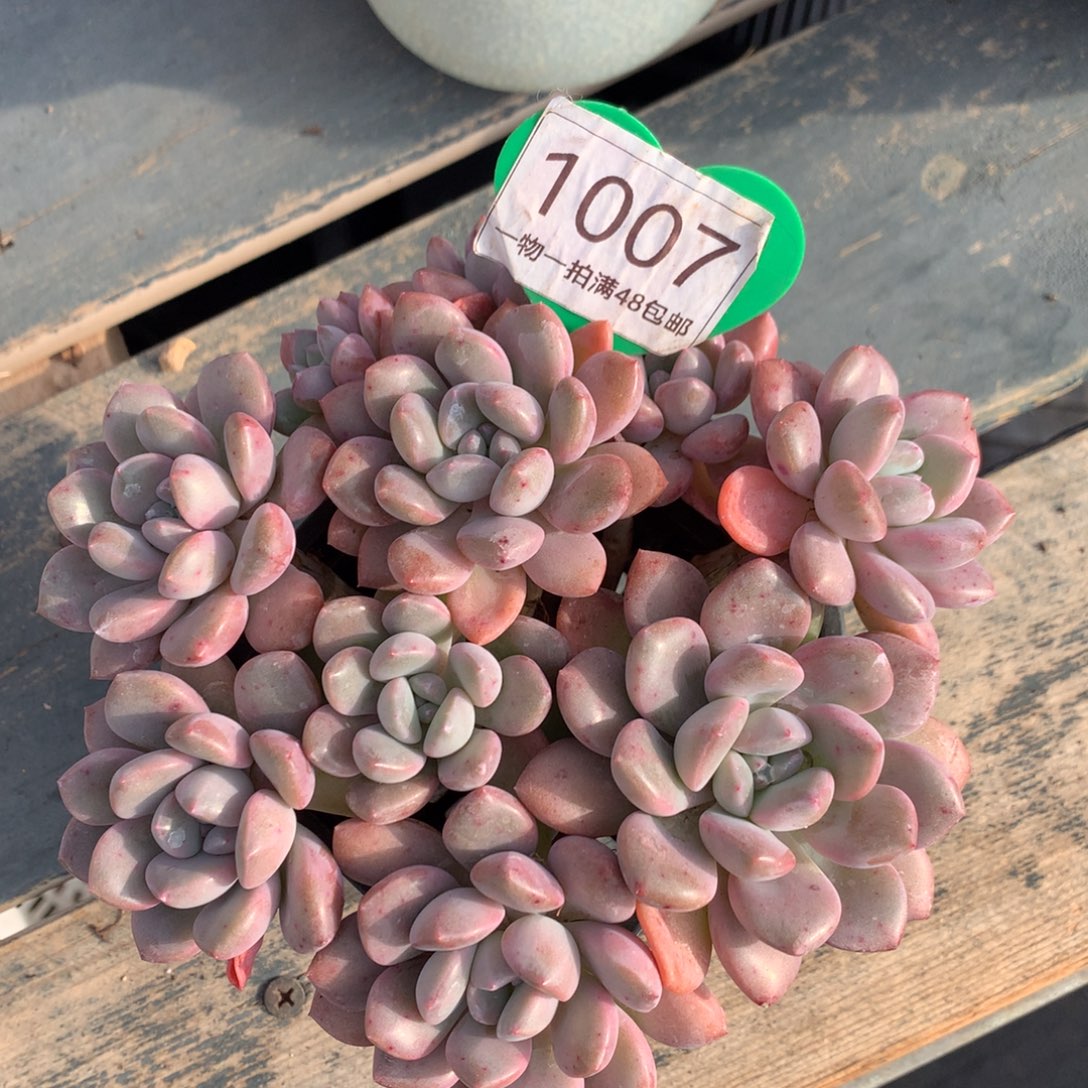 白露老桩无砍平头