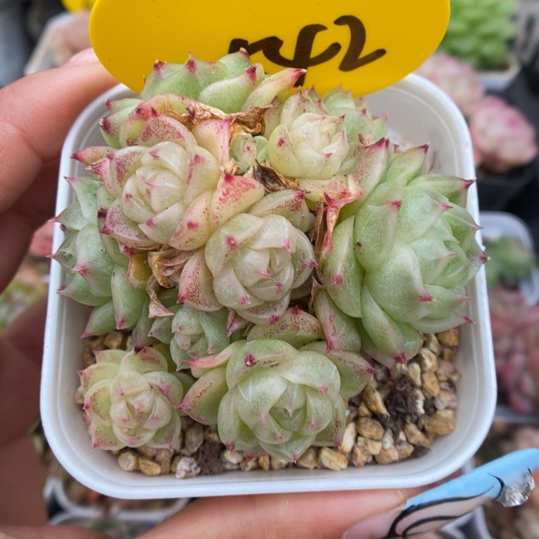 蜜蜡麦秆群生542号