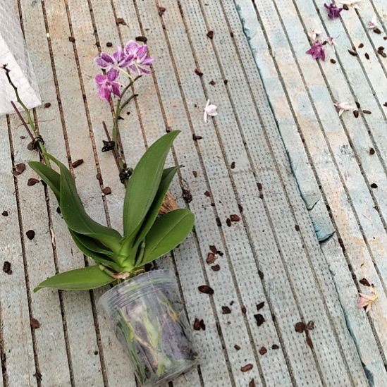 完全开放250-1福利价